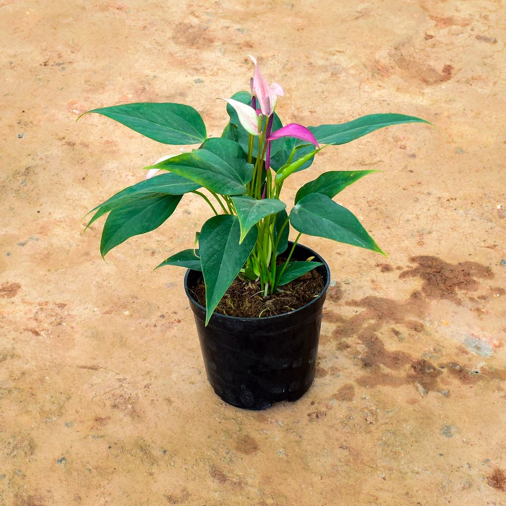 Anthurium Purple in 6 Inch Nursery Pot