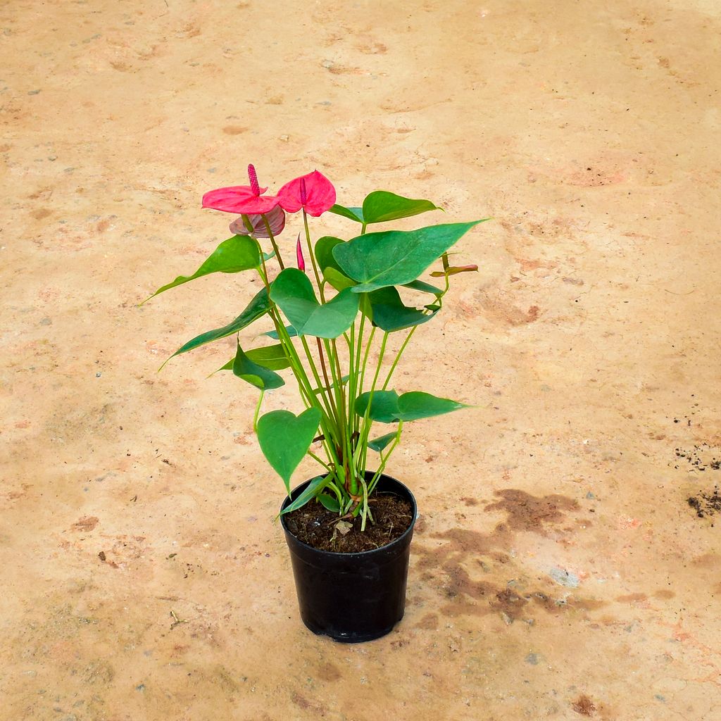 Anthurium Red in 6 Inch Nursery Pot