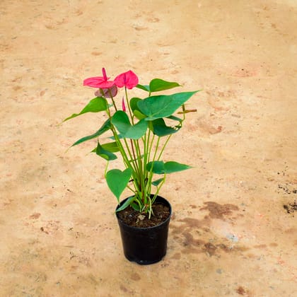 Buy Anthurium Red in 6 Inch Nursery Pot Online | Urvann.com