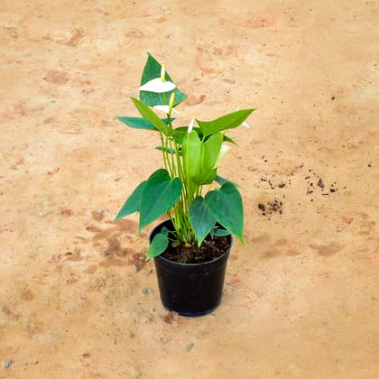 Buy Anthurium White in 6 Inch Nursery Pot Online | Urvann.com