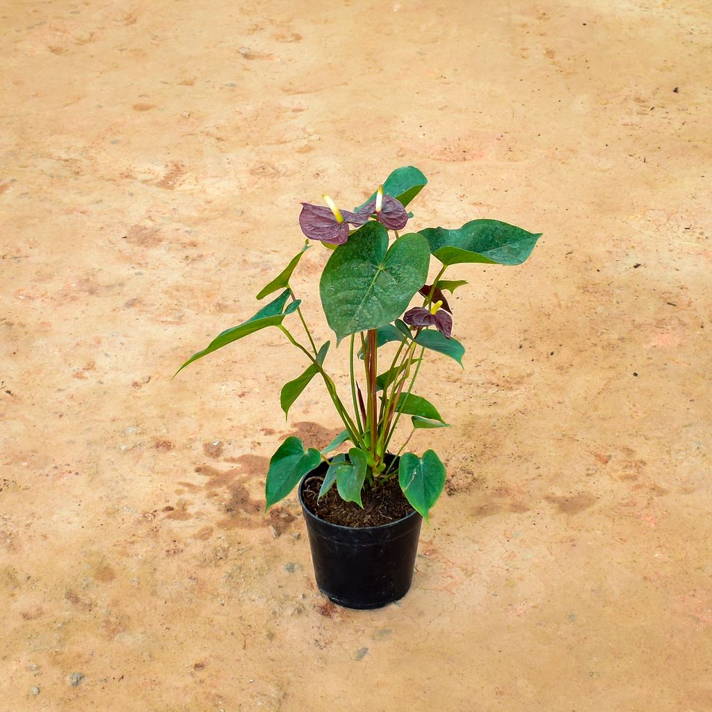 Anthurium Dark Chocalate in 6 Inch Nursery Pot