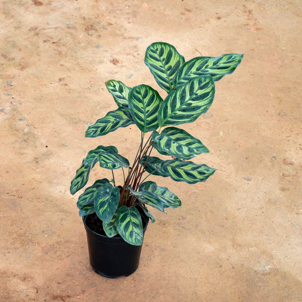 Calathea Maranta / Zebrina in 5 Inch Nursery Pot