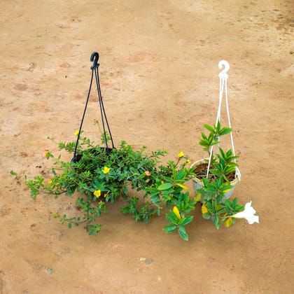 Buy Set of 2 - (Portulaca Moss Rose & Mandevilla White) in 7 Inch Hanging Basket Online | Urvann.com