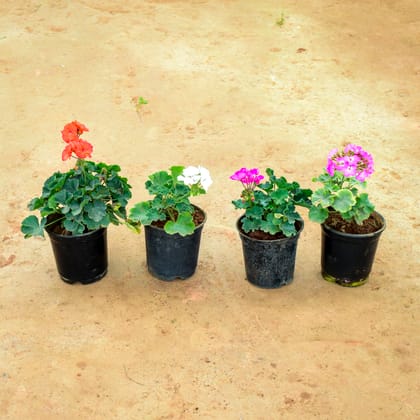 Buy Set of 4 - Geranium (Orange, White, Pink & Light Pink) in 6 Inch Nursery Pot Online | Urvann.com