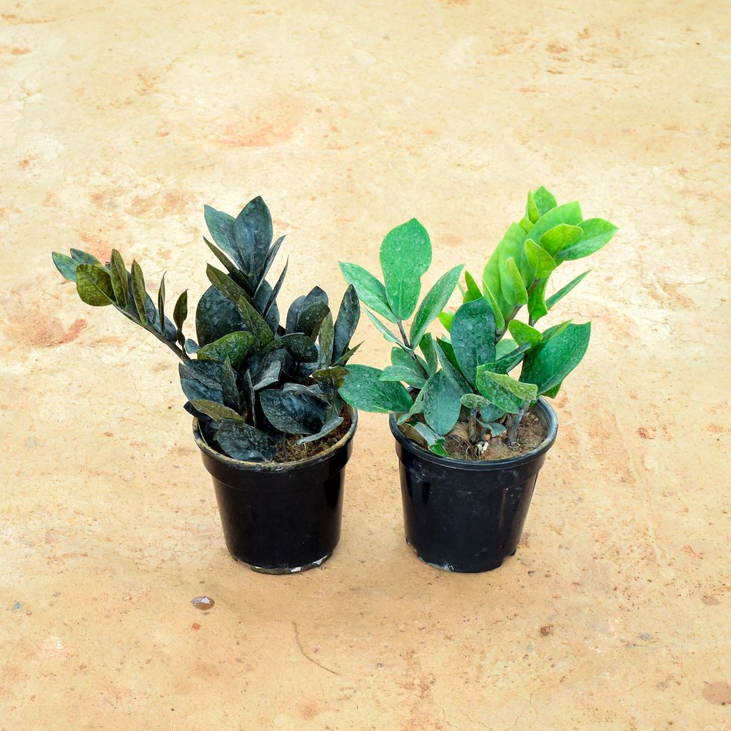 Set of 2 - Zz (Green & Black ) in 6 Inch Nursery Pot