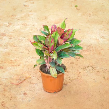 Buy Aglaonema Lipstick in 8 Inch Nursery Pot Online | Urvann.com