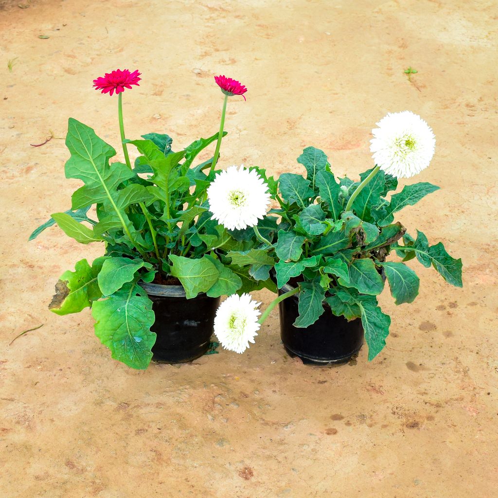 Set of 2 - Gerbera (Pink & White) in 10 Inch Nursery Pot