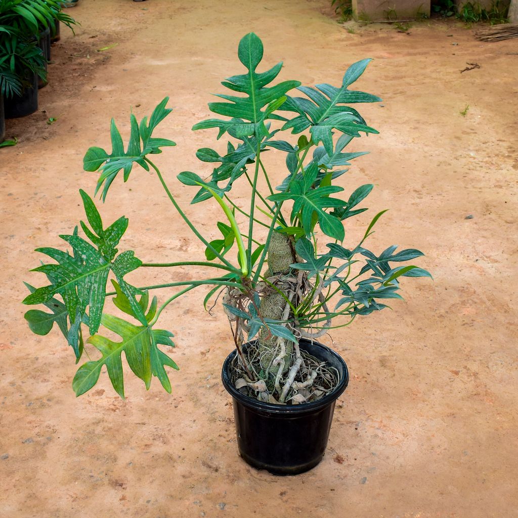 Monstera With 2 Ft Moss stick in 10 Inch Nursery Pot