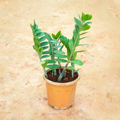 Buy Zz Green in 8 Inch Nursery Pot Online | Urvann.com