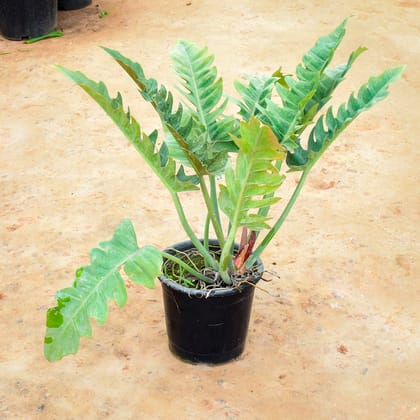 Buy Xanadu Thaumatophyllum in 10 Inch Nursery Pot Online | Urvann.com