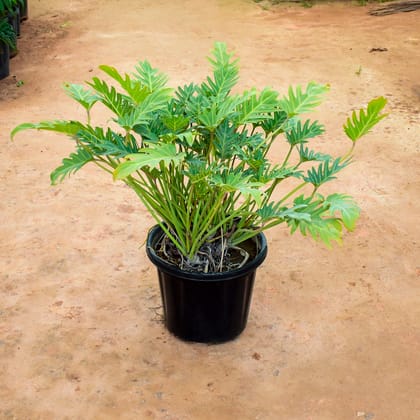 Buy Xanadu Green in 12 Inch Nursery Pot Online | Urvann.com