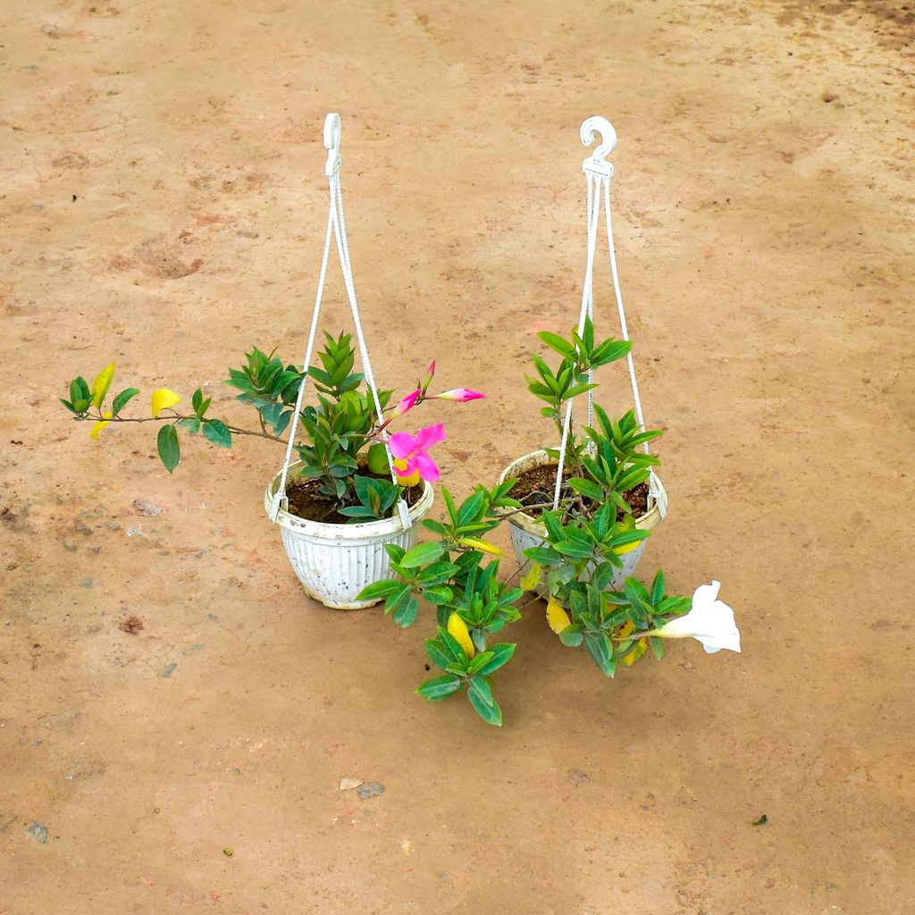 Set of 2 - Mandevilla (White & Pink) in 5 Inch White Hanging Basket