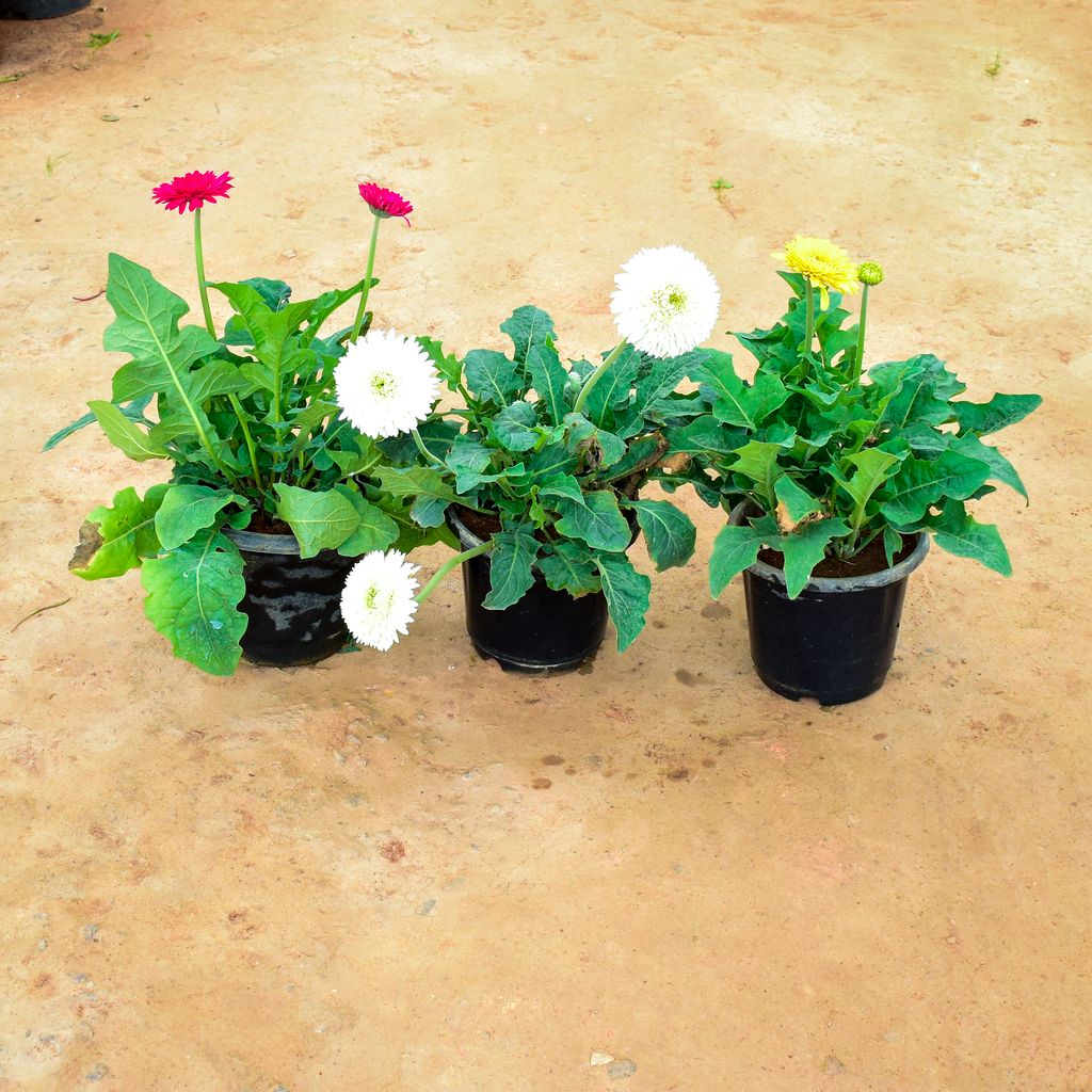 Set of 3 - Gerbera (Pink, White & Yellow) in 10 Inch Nursery Pot