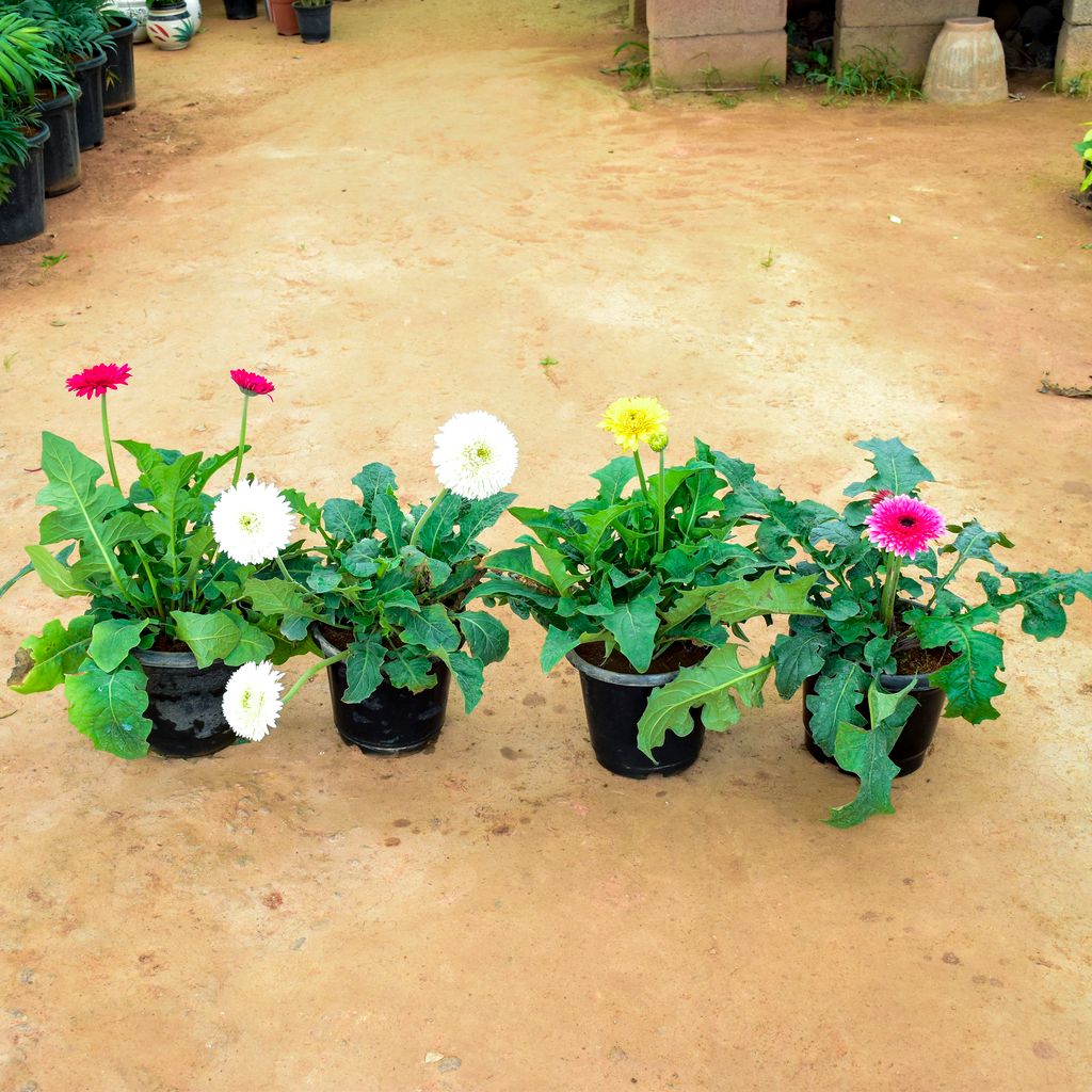 Set of 4 - Gerbera (Pink, White, Yellow & Light Pink) in 10 Inch Nursery Pot