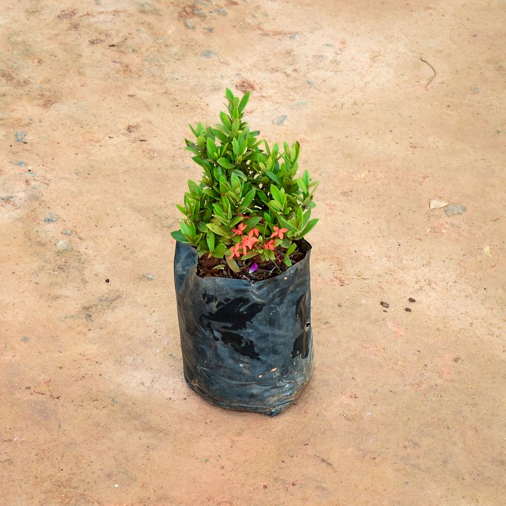 Ixora Dwarf in 5 Inch Nursery Bag