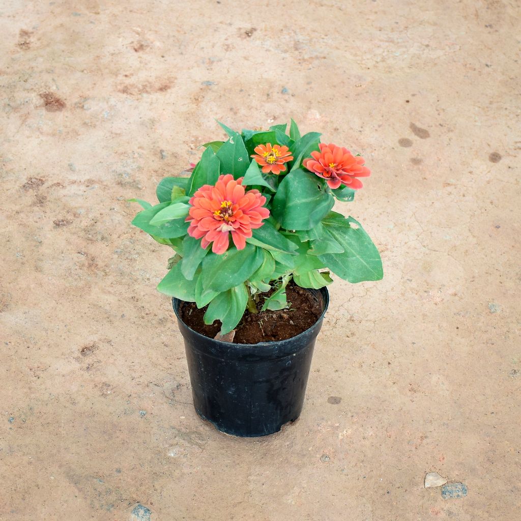 Zinnia Orange in 6 Inch Nursery Pot