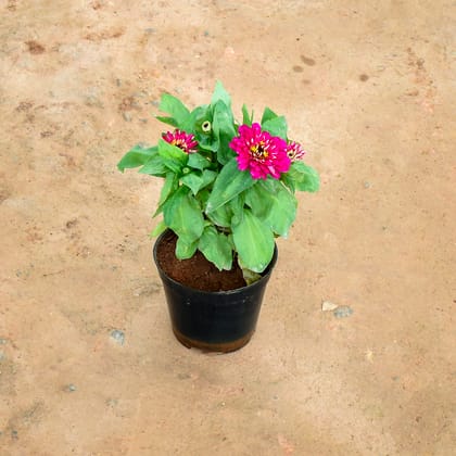 Buy Zinnia Pink in 6 Inch Nursery Pot Online | Urvann.com