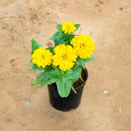 Buy Zinnia Yellow in 6 Inch Nursery Pot Online | Urvann.com