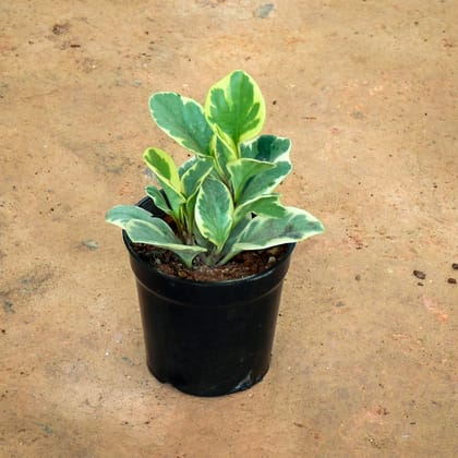 Buy Peperomia / Radiator Plant White in 5 Inch Nursery Pot Online | Urvann.com