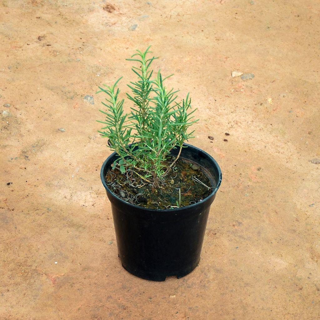 Rosemary in 6 Inch Nursery Pot