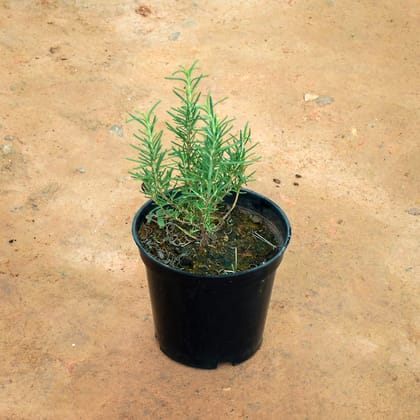 Buy Rosemary in 6 Inch Nursery Pot Online | Urvann.com