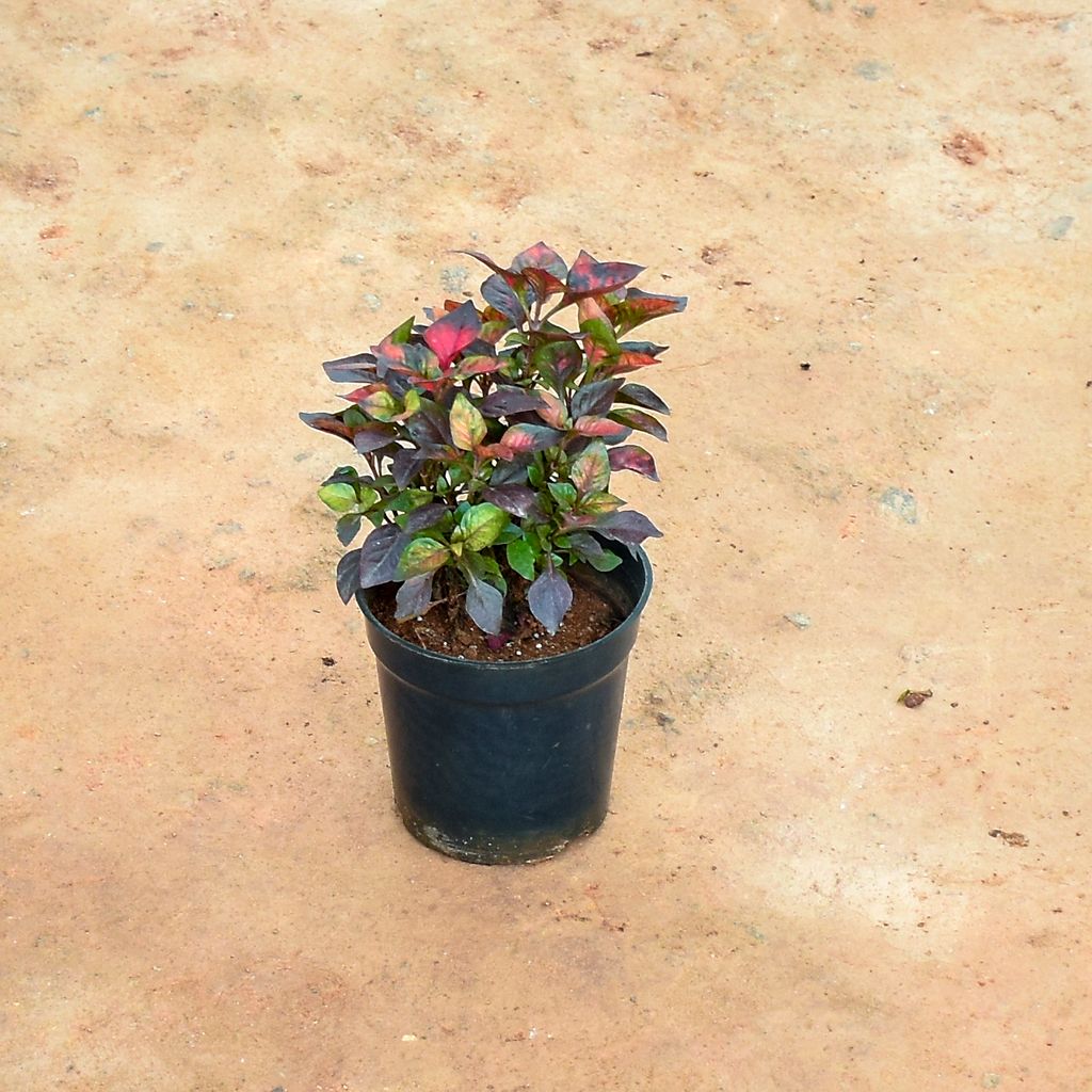 Alternanthera Multicolour in 5 Inch Nursery Pot