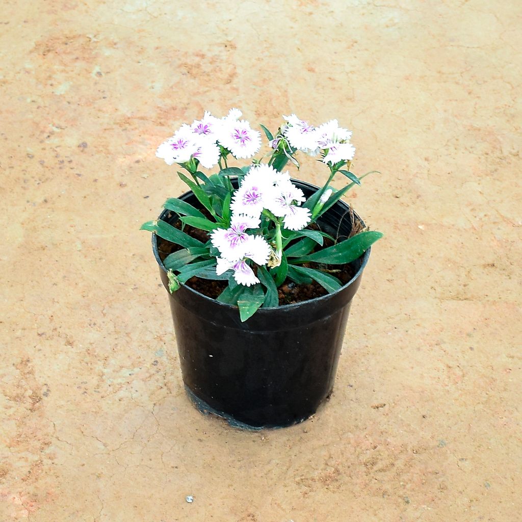 Dianthus Lavender White in 6 Inch Nursery Pot