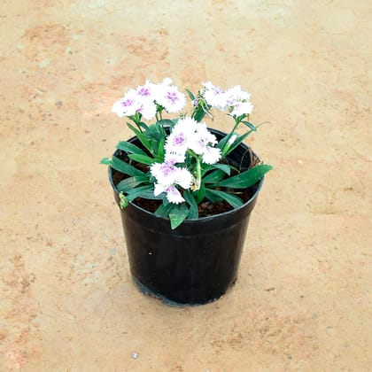 Buy Dianthus Lavender White in 6 Inch Nursery Pot Online | Urvann.com