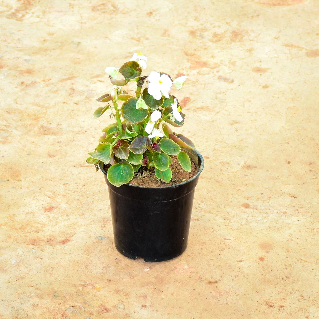 Begonia White in 6 Inch Nursery Pot