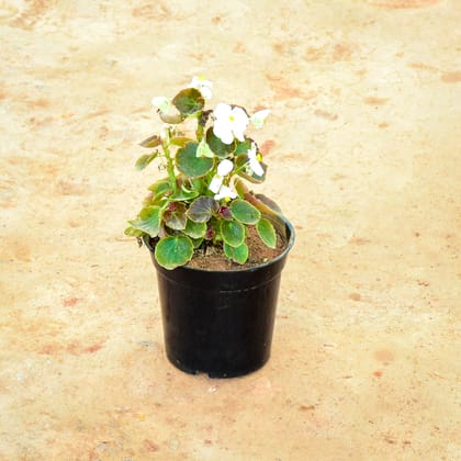 Buy Begonia White in 6 Inch Nursery Pot Online | Urvann.com