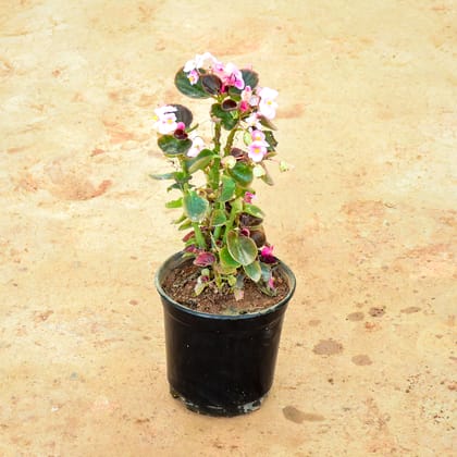 Buy Begonia Pink in 6 Inch Nursery Pot Online | Urvann.com