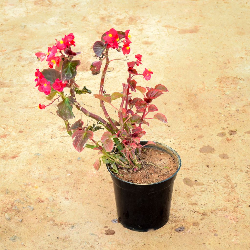 Begonia Red in 6 Inch Nursery Pot