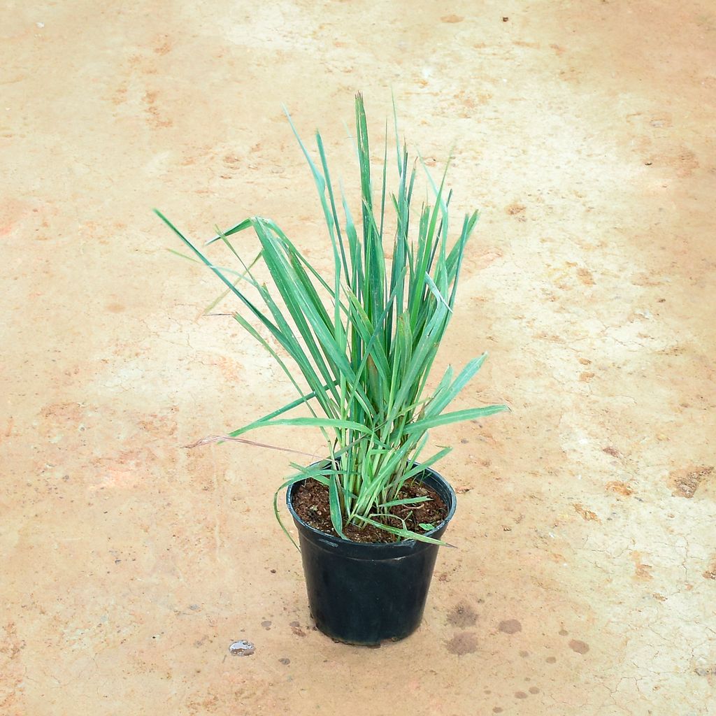 Lemon Grass in 6 Inch Nursery Pot