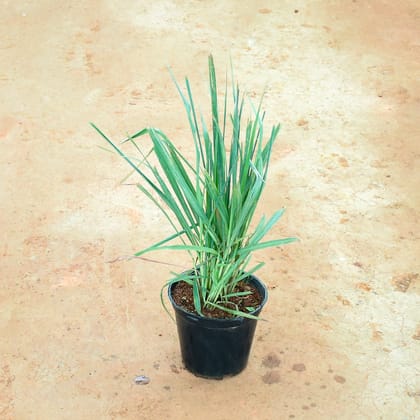 Buy Lemon Grass in 6 Inch Nursery Pot Online | Urvann.com