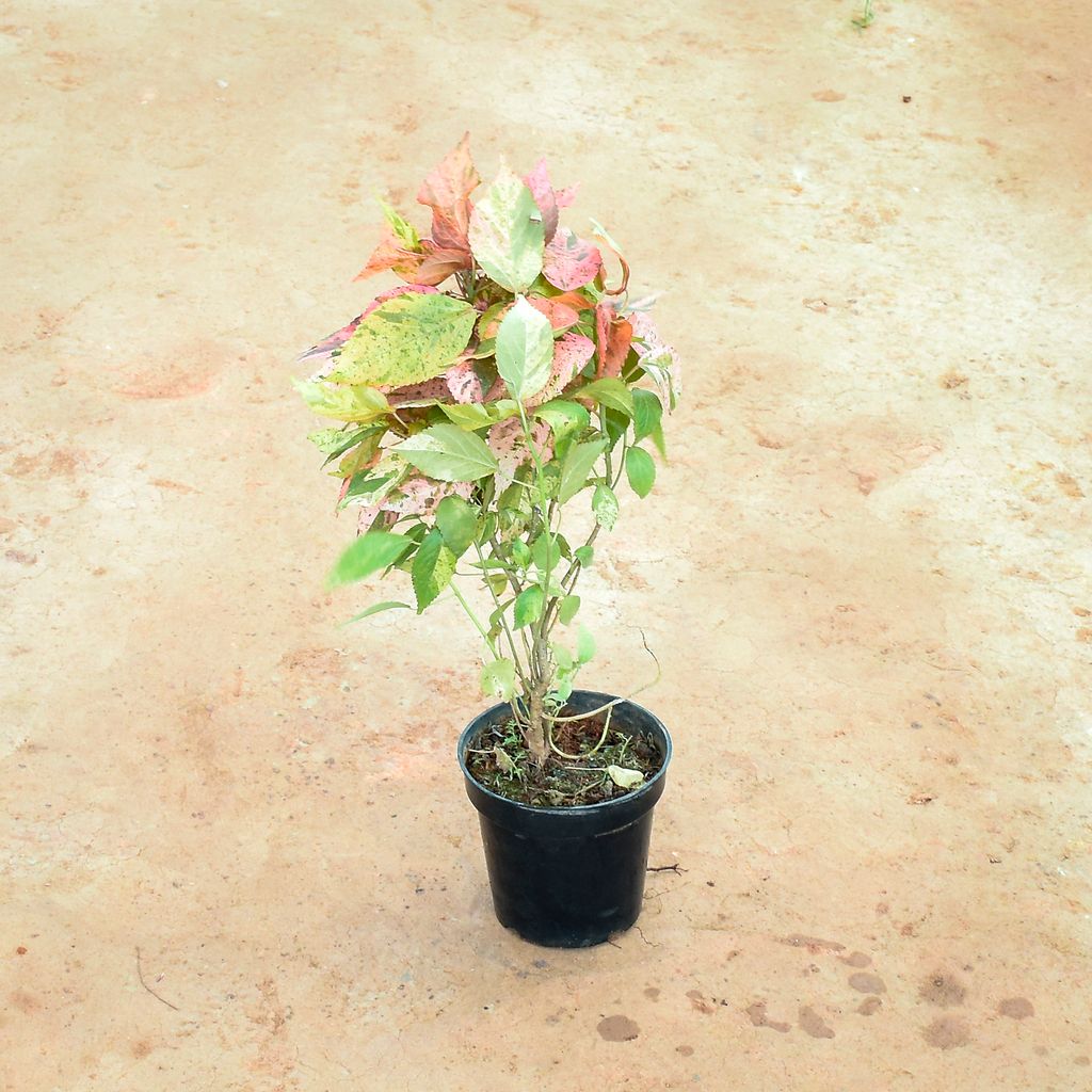 Acalypha in 6 Inch Nursery Pot