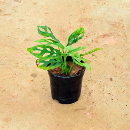 Buy Monstera Broken Heart in 6 Inch Nursery Pot Online | Urvann.com