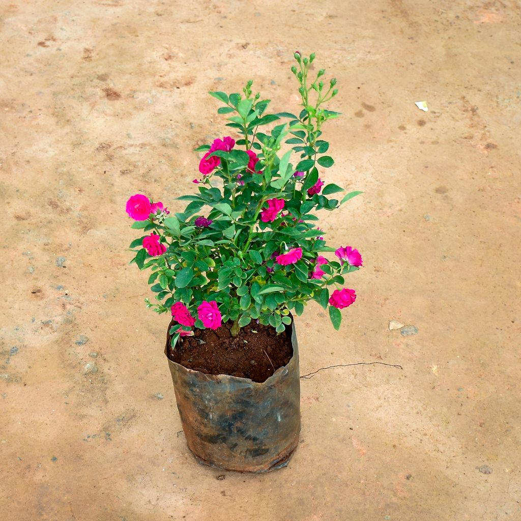 Button Rose Pink in 8 Inch Nursery Bag