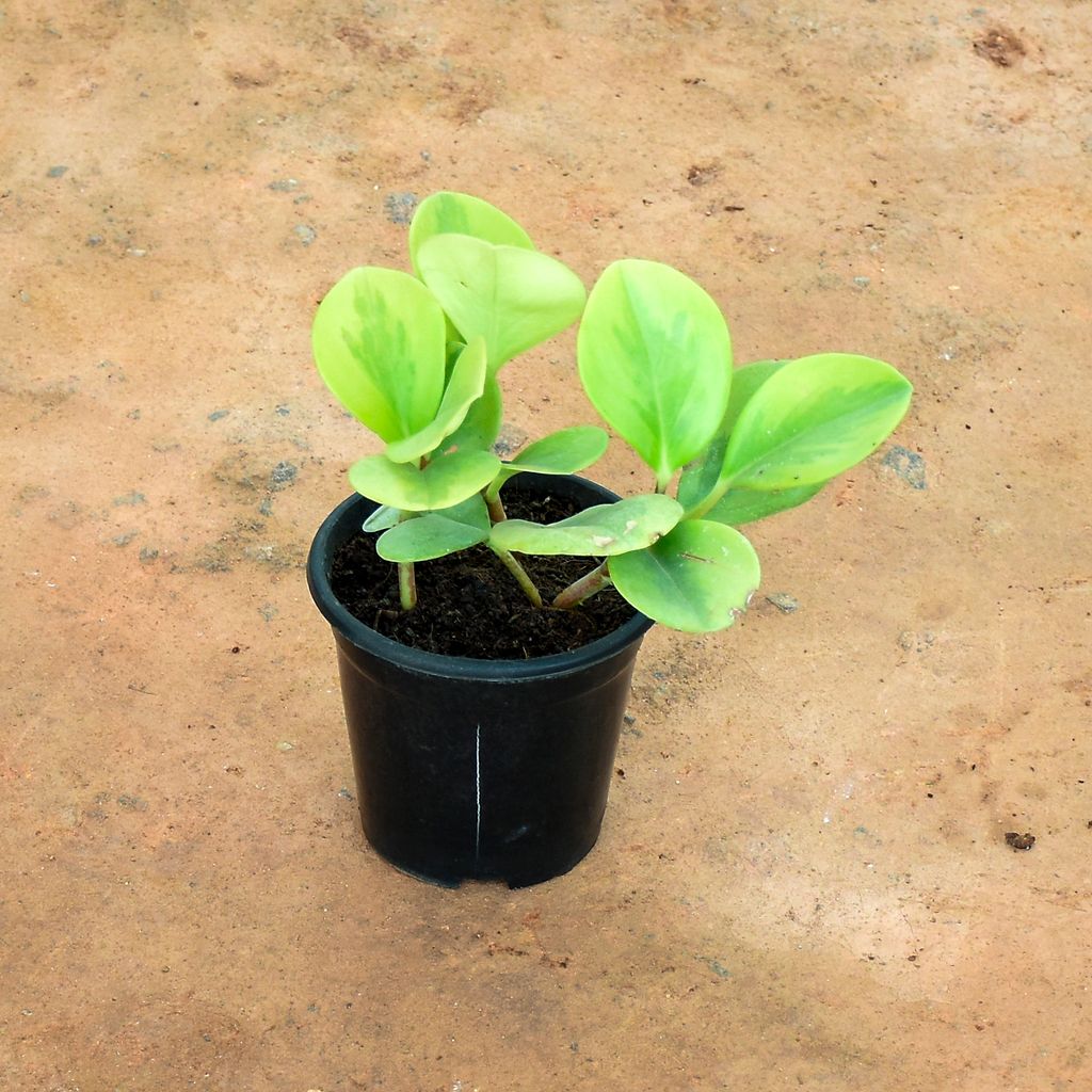 Peperomia / Radiator Plant Gren in 5 Inch Nursery Pot