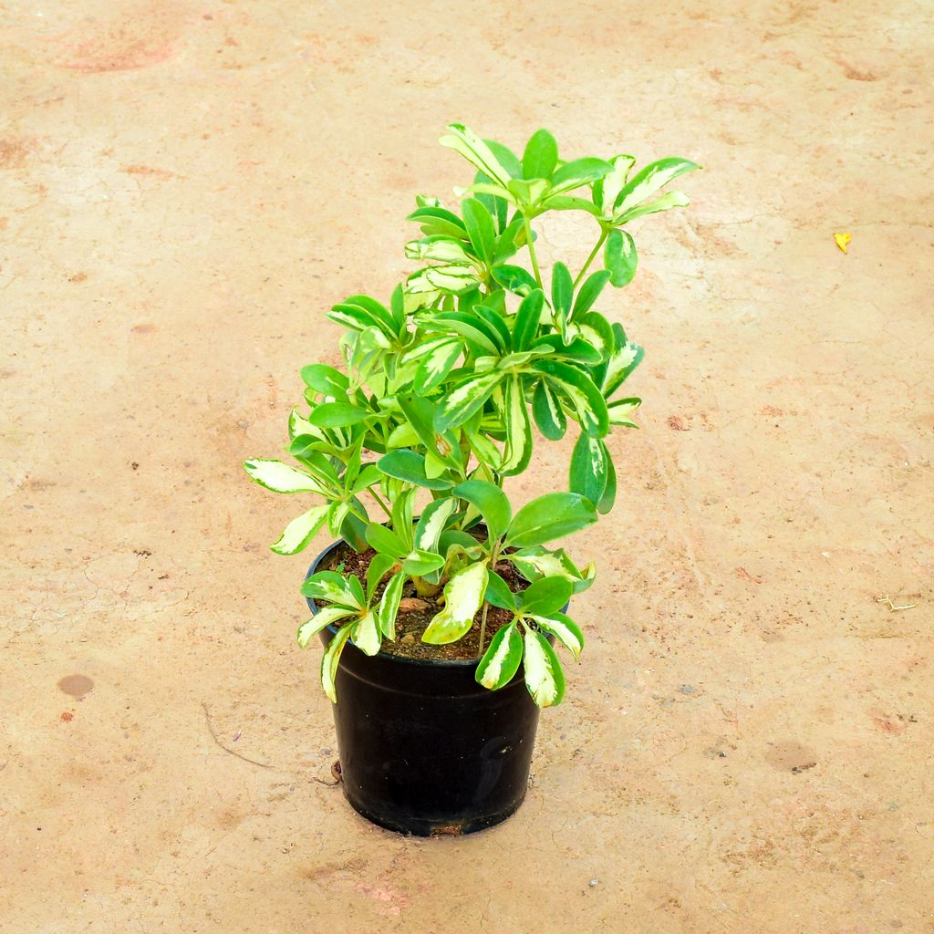 Schefflera Variegated in 6 Inch Nursery Pot