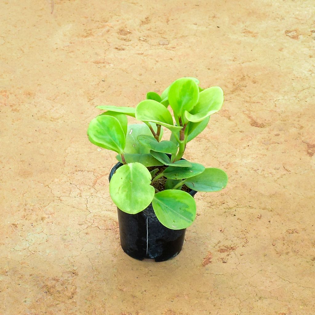 Peperomia / Radiator Plant Green in 4 Inch Nursery Pot