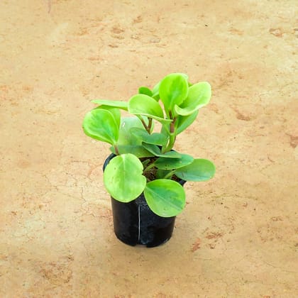 Buy Peperomia / Radiator Plant Green in 4 Inch Nursery Pot Online | Urvann.com