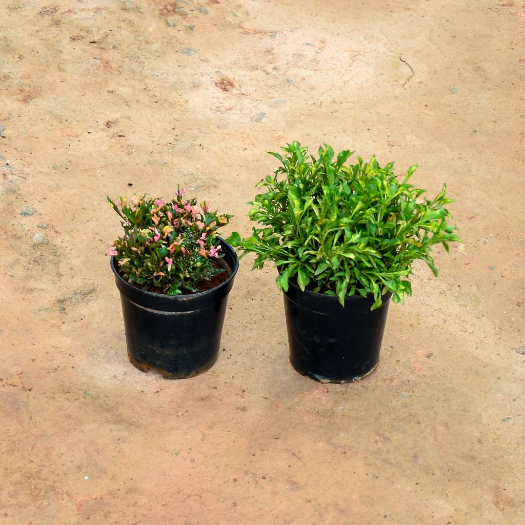 Set of 2 - Alternanthera (Pink & Green) in 5 Inch Nursery Pot