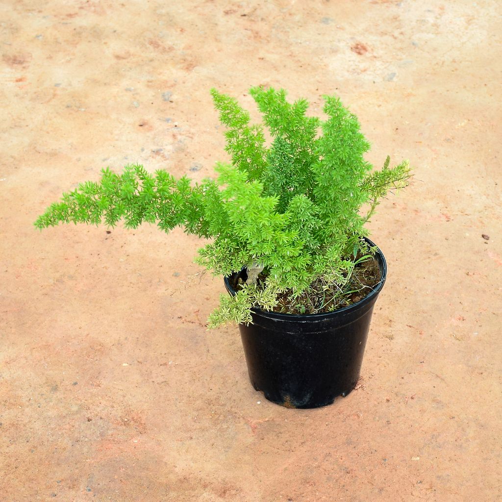 Asparagus Mary in 6 Inch Nursery Pot