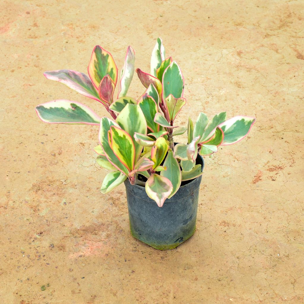 Peperomia / Radiator Plant White Pink in 4 Inch Nursery Pot