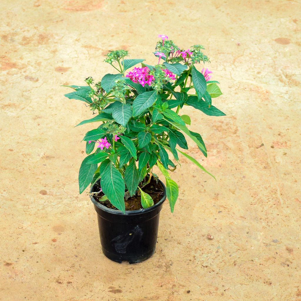 Pentas Pink in 6 Inch Nursery Pot