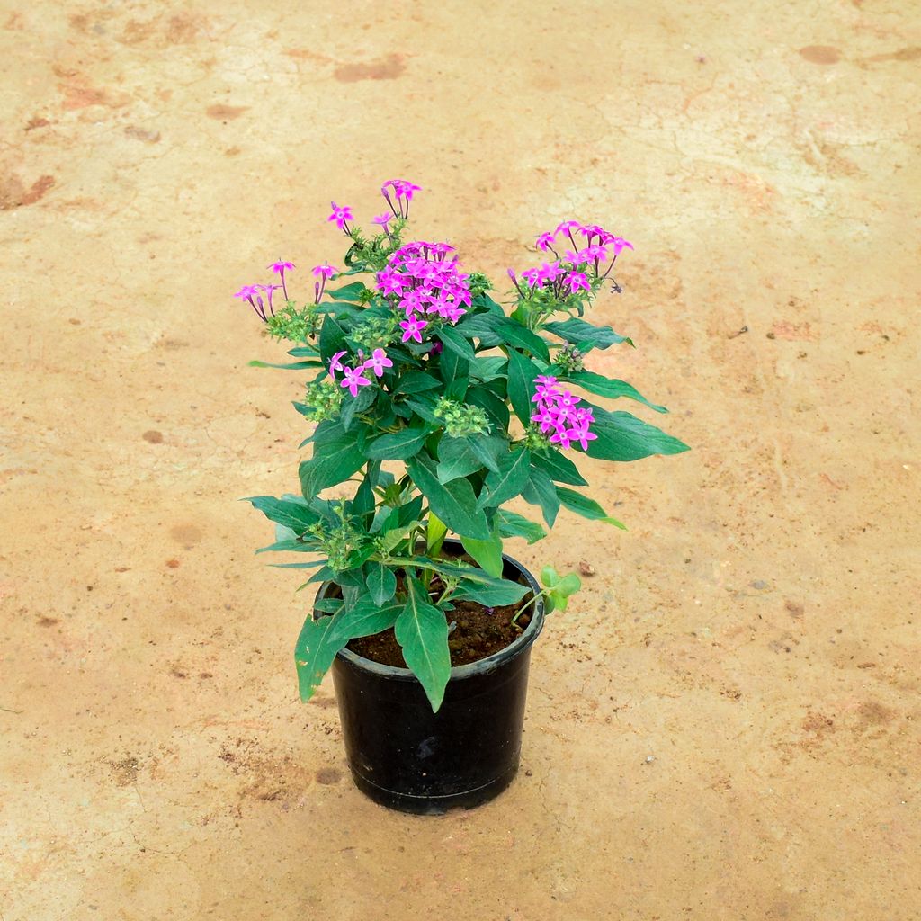 Pentas Purple in 6 Inch Nursery Pot