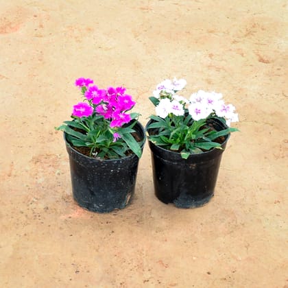 Buy Set of 2 - Dianthus (Pink & White) in 6 Inch Nursery Pot Online | Urvann.com