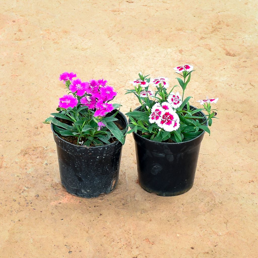 Set of 2 - Dianthus ( Pink & White Pink) in 6 Inch Nursery Pot