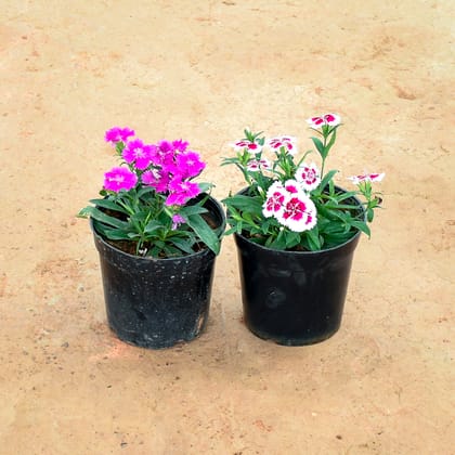 Buy Set of 2 - Dianthus ( Pink & White Pink) in 6 Inch Nursery Pot Online | Urvann.com