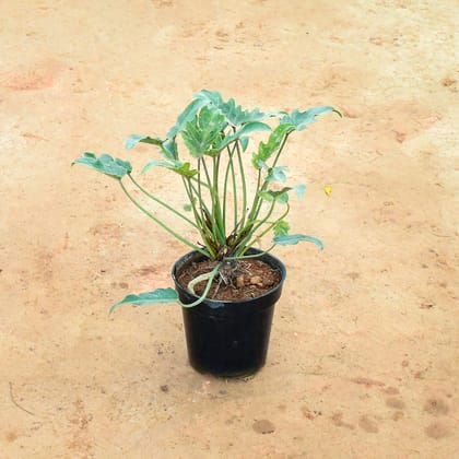 Buy Xanadu Green in 6 Inch Nursery Pot Online | Urvann.com